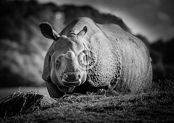 Indian Rhinoceros