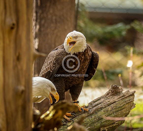 Bald Eagles