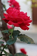 Deep Pink Rose Flower
