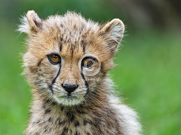 Cheetah cub
