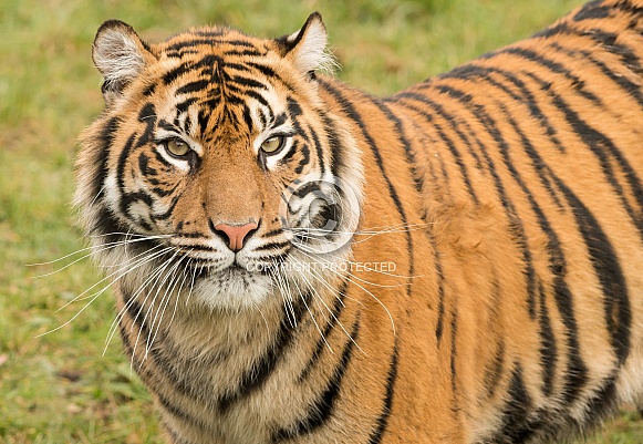 Sumatran Tiger Sumatran Tiger