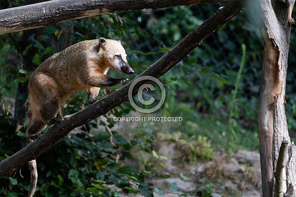 Coati