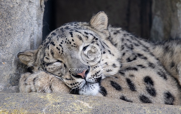 Snow Leopard Sleeping