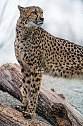 Cheetah