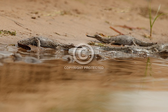 Indian gavial in the nature habitat