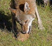 Red Wolf