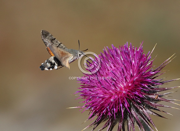 Hummingbird Hawkmoth