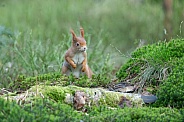 squirrel on the ground in the forest.