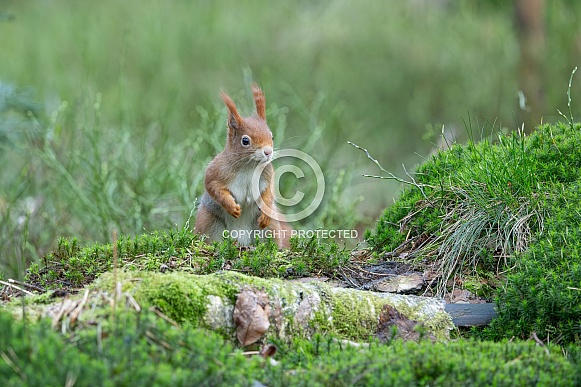 squirrel on the ground in the forest.