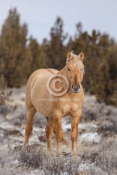 Wild Horse—Palomino Butte, Oregon Wild Horse—Palomino Butte, Oregon