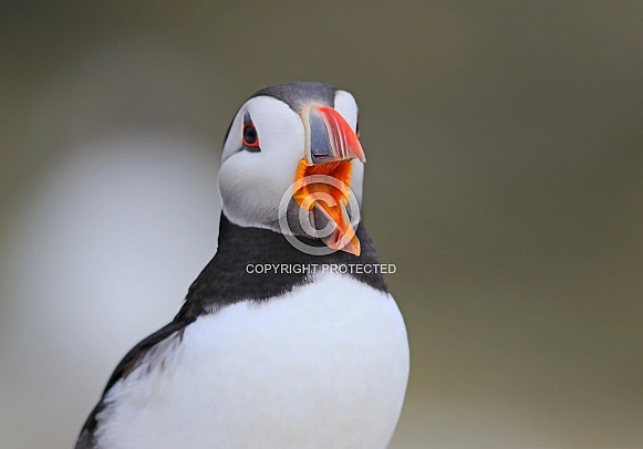 Puffin