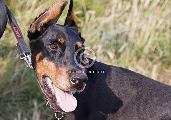 Doberman in the sun