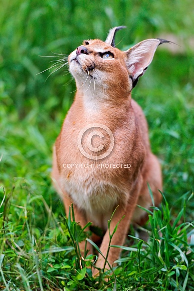 Caracal Caracal