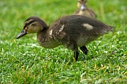 Mallard Duckling