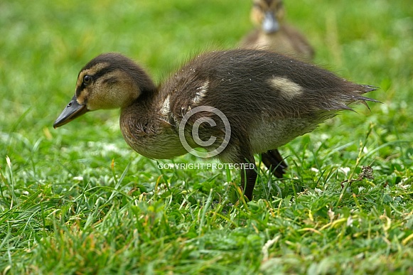 Mallard Duckling