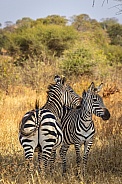 Zebra Pair