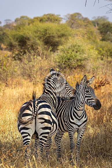 Zebra Pair