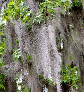 Sweetgum Tree with Spanish Moss hanging on its branches