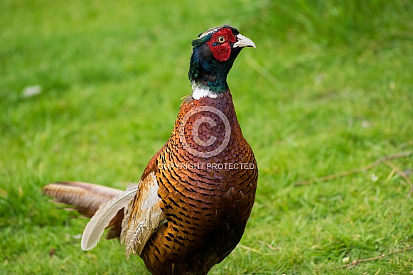 Pheasant