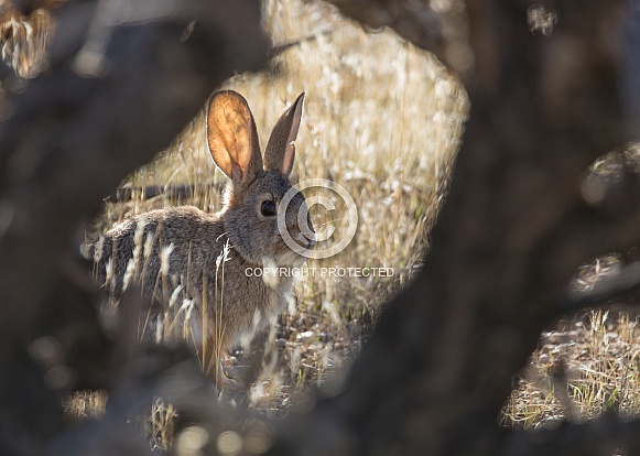 Cottontail rabbit