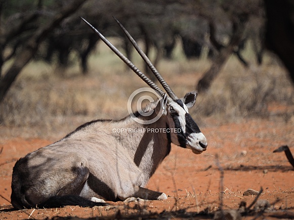 Gemsbok (Oryx) Gemsbok (Oryx)
