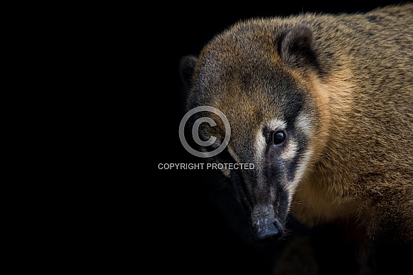 Coati Coati