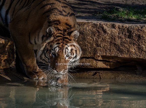 Siberian Tiger Siberian Tiger