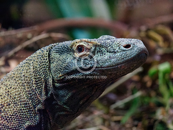 Komodo dragon - portrait, right facing