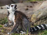 Ring tailed lemur