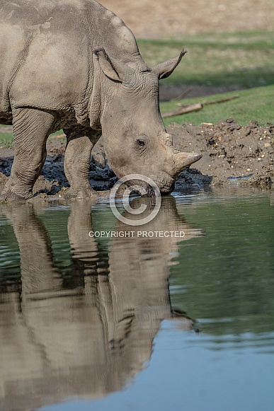 Rhinoceros Rhinoceros