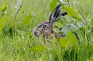 Hare