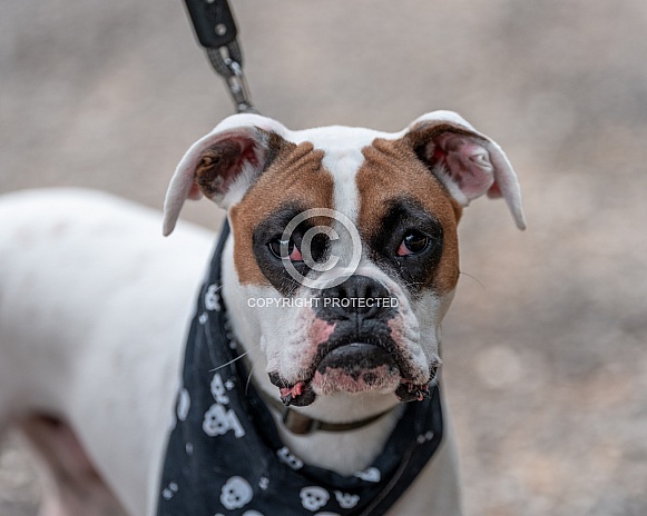 Boxer dog looking into the camera