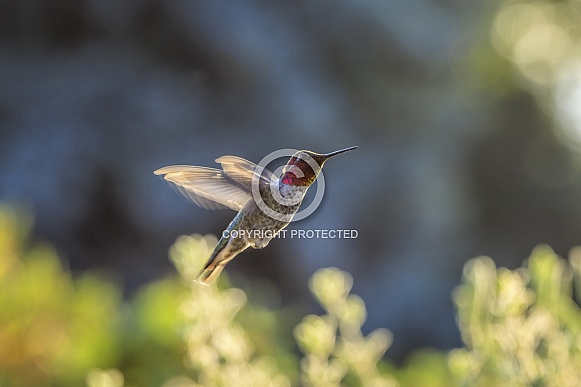 Anna Hummingbird