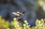 Anna Hummingbird
