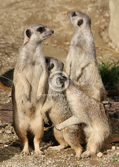 Meerkats