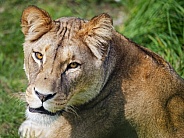 Lioness portrait
