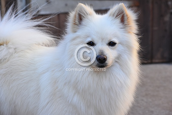 German Spitz Dog