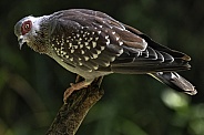 Speckled Pigeon Full Body Shot