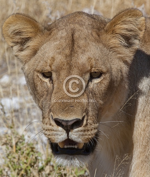 Lioness (Panthera leo) - Botswana Lioness (Panthera leo) - Botswana
