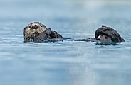 Seaotter at Alaska