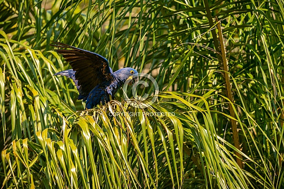 hyacinth macaw close up on a palm tree in the nature habitat