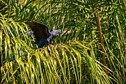 hyacinth macaw close up on a palm tree in the nature habitat