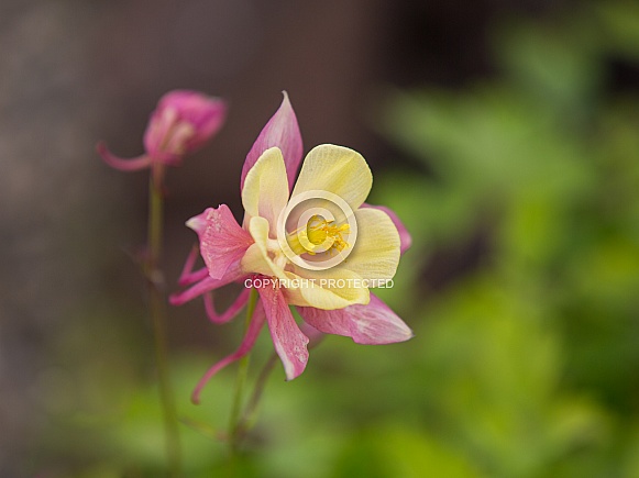 A Single Columbine Growing in Alaska