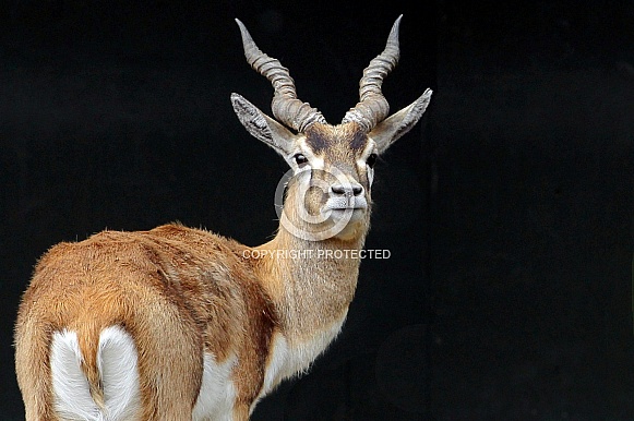 Blackbuck Blackbuck