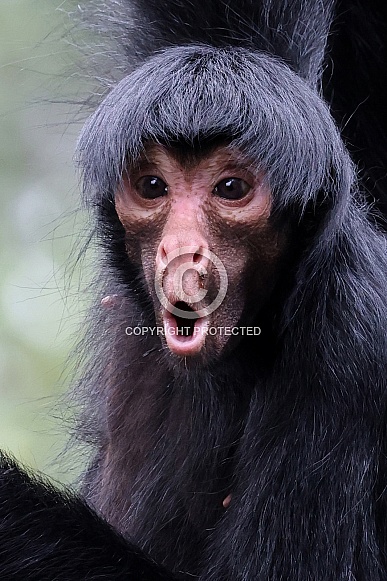 red-faced spider monkey (Ateles paniscus)