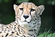 Cheetah