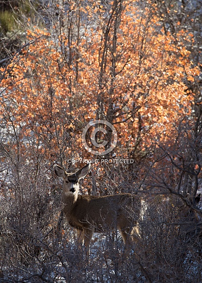 Odocoileus hemionus, mule deer Odocoileus hemionus, mule deer