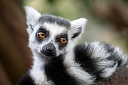 Ring Tailed Lemur (lemur catta)