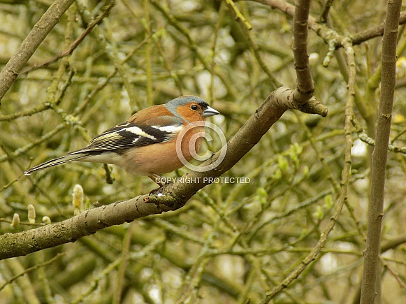 Male chaffinch