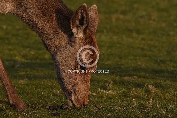 Red Deer